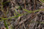 Shortleaf rose gentian